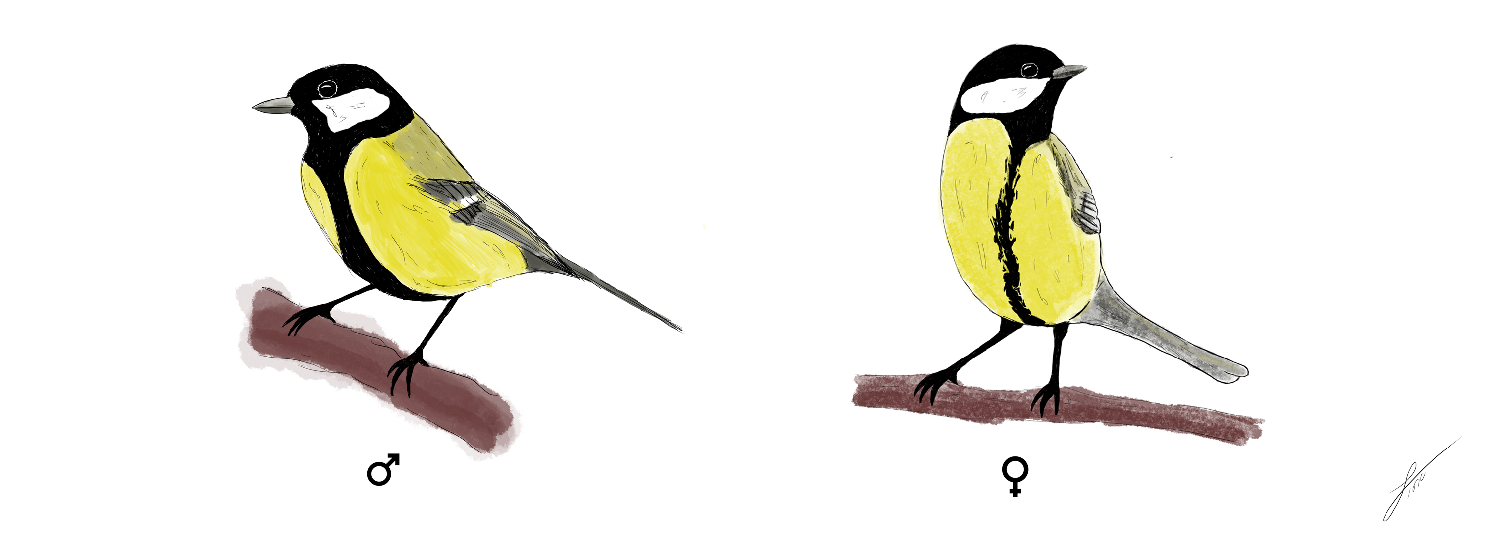 Female and male great Tits